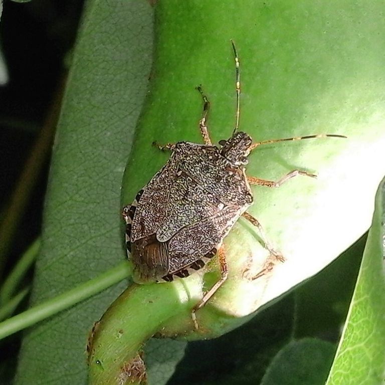 Cimice asiatica