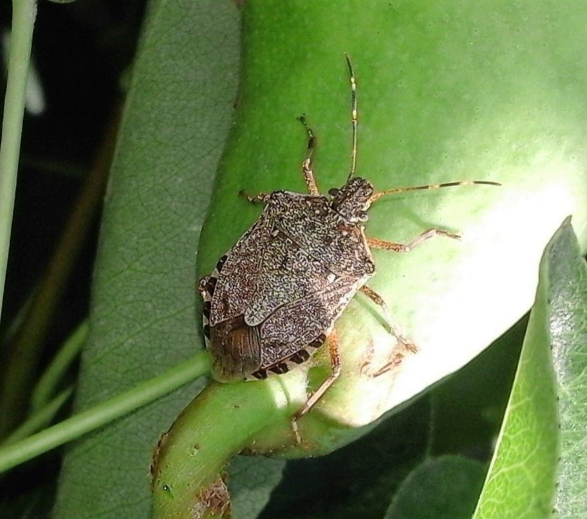 Cimice asiatica