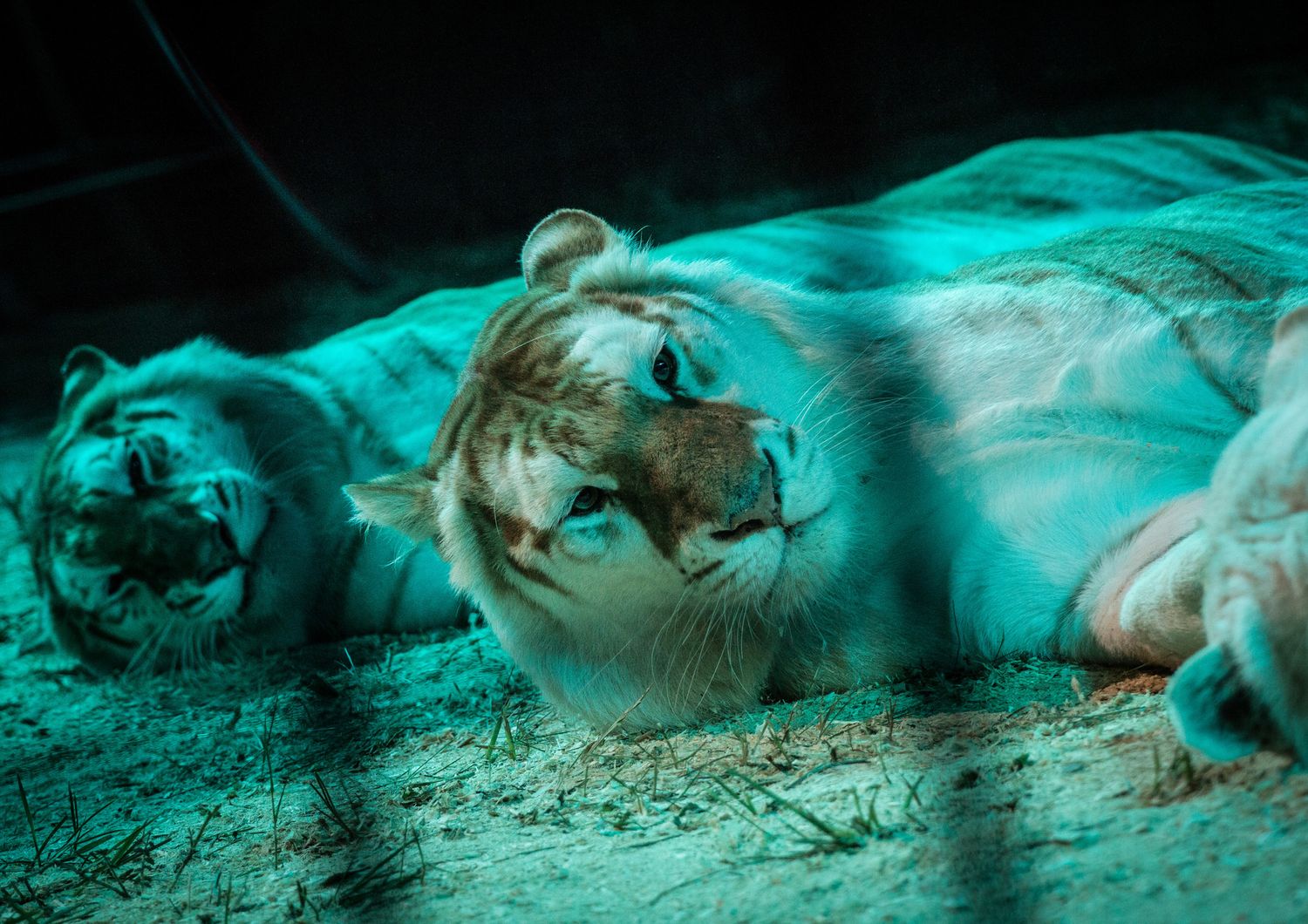 Domatore sbranato dalle tigri in un circo a Triggiano, indagini a tutto  campo: sequestrati 8 animali
