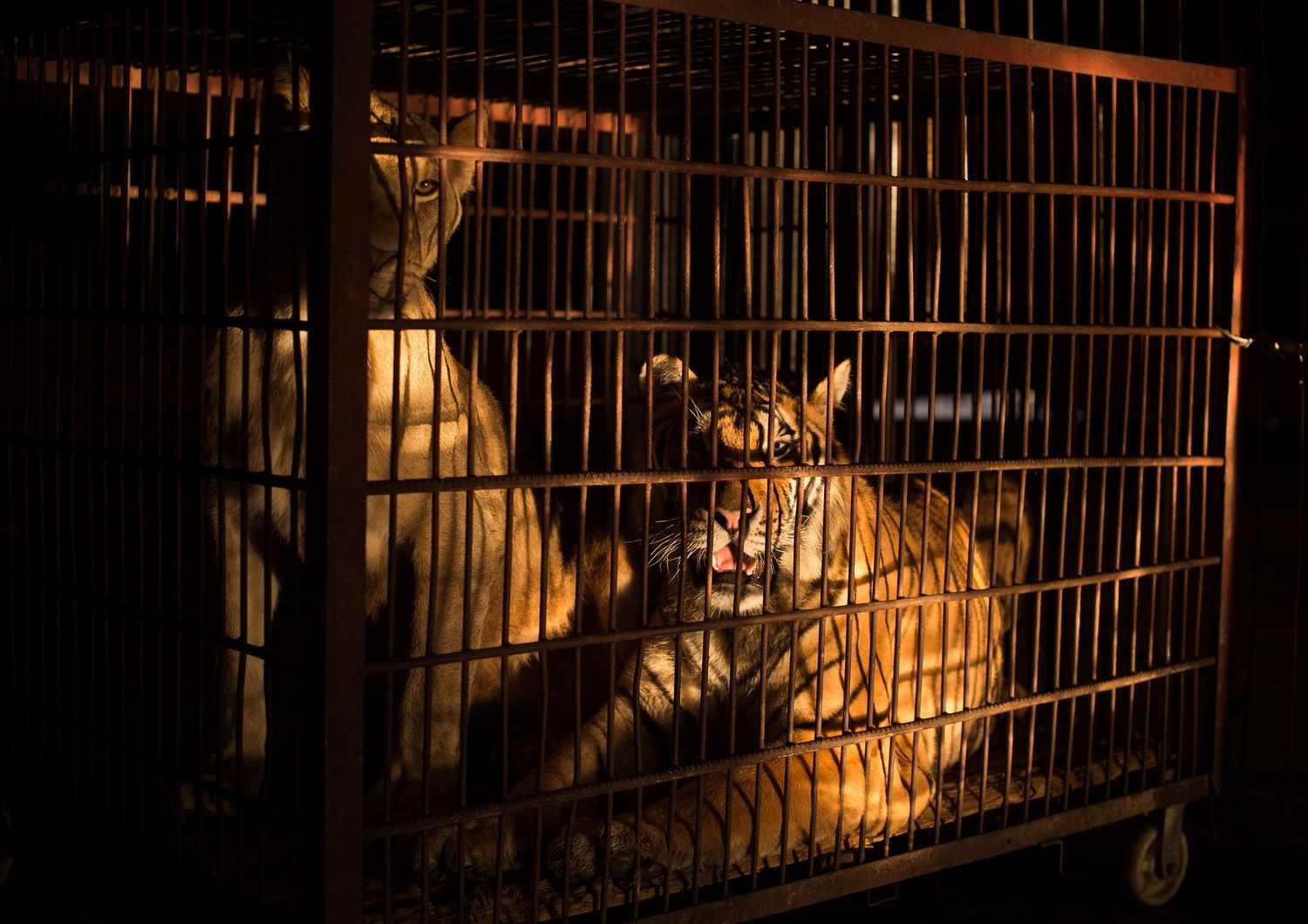 Una tigre di un circo, immagine d'archivio&nbsp;