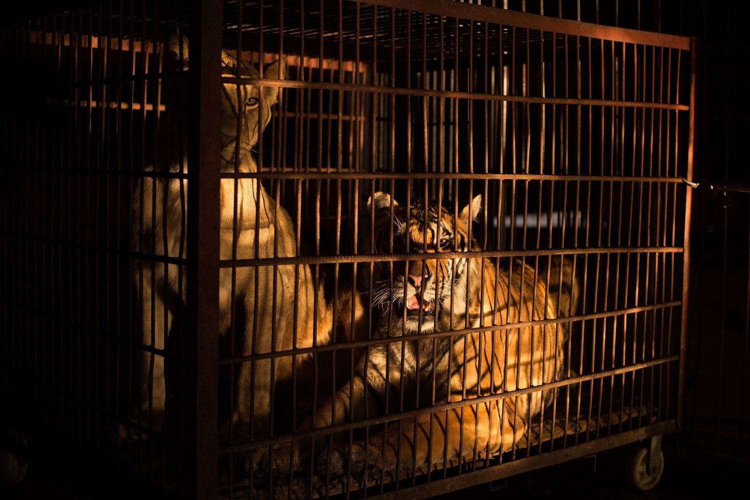 Una tigre di un circo, immagine d'archivio&nbsp;