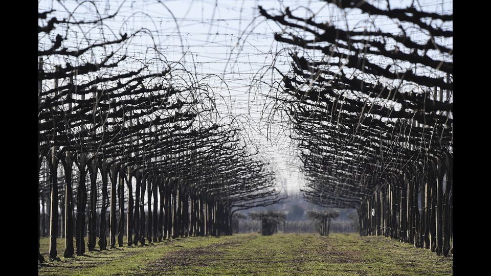 Le colline del prosecco, Conegliano Valdobbiadene
