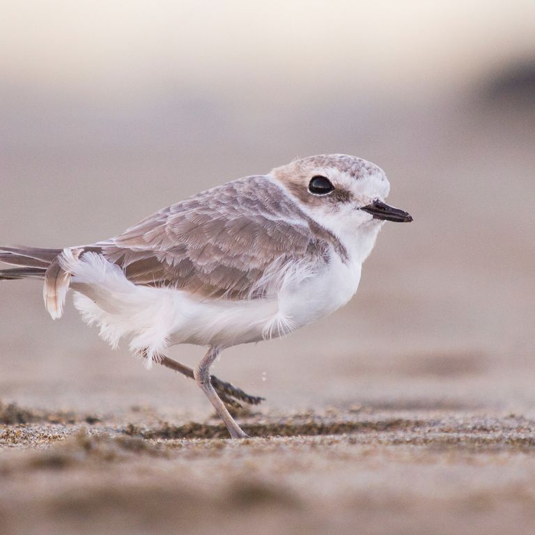 Charadrius alexandrinus