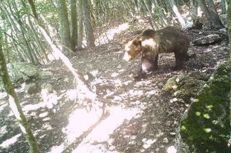 L'oso M49 immortalato da una fototrappola