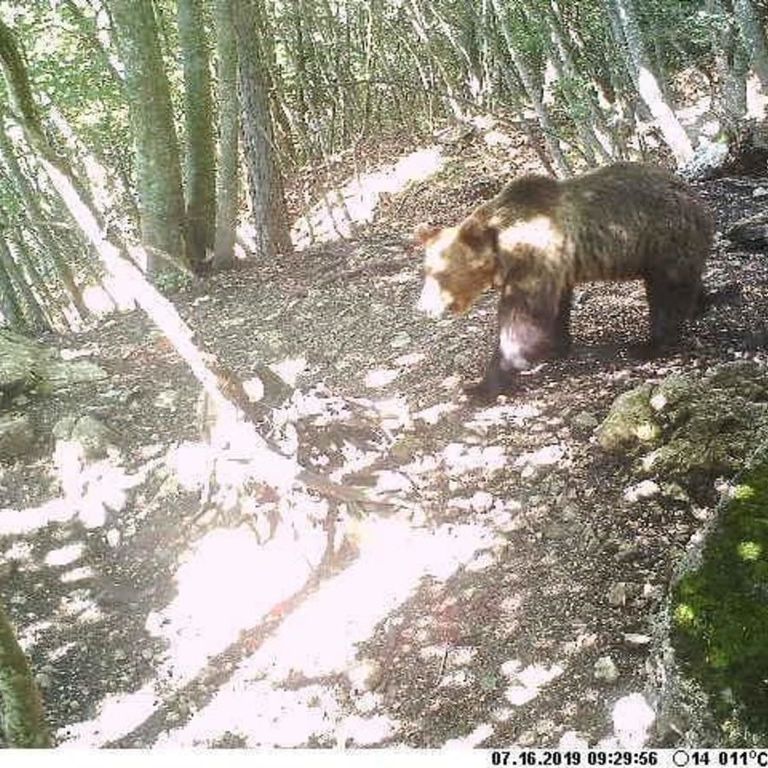 L'oso M49 immortalato da una fototrappola