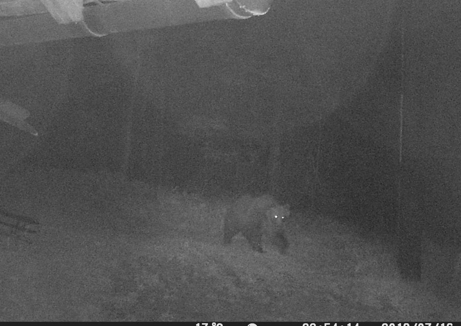 L'Orso M49 'beccato' da una fototrappola