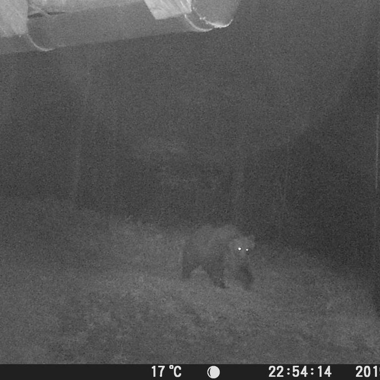 L'Orso M49 'beccato' da una fototrappola