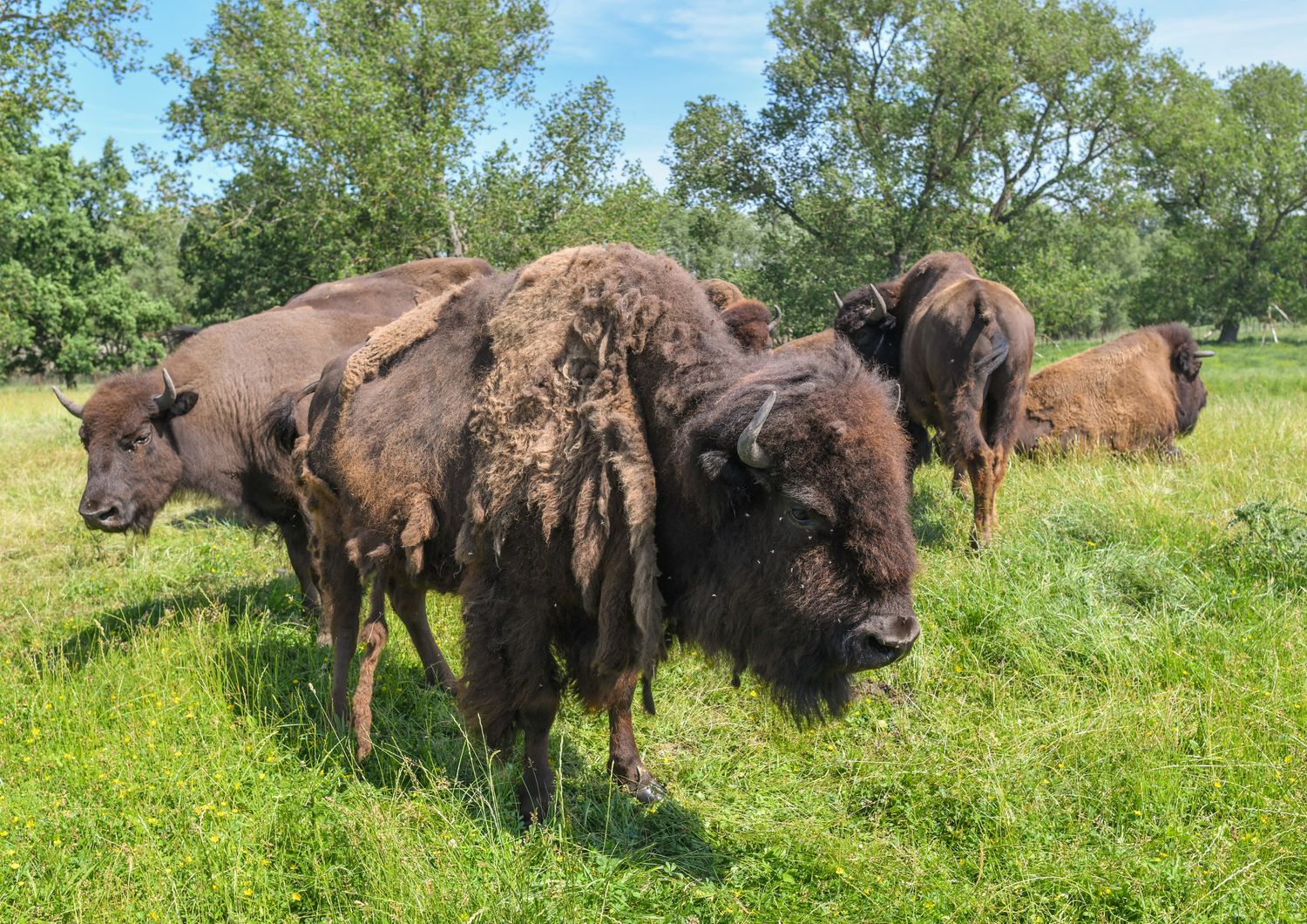 Bisonti