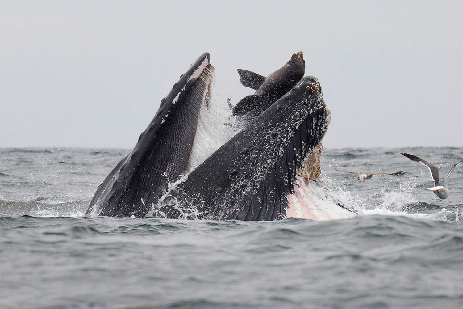 Il momento in cui il leone marino finisce in bocca alla balena