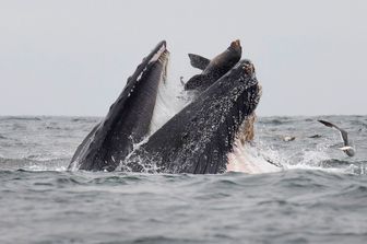 Il momento in cui il leone marino finisce in bocca alla balena