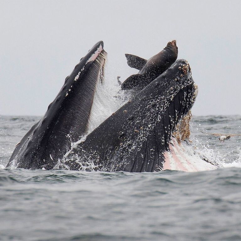 Il momento in cui il leone marino finisce in bocca alla balena