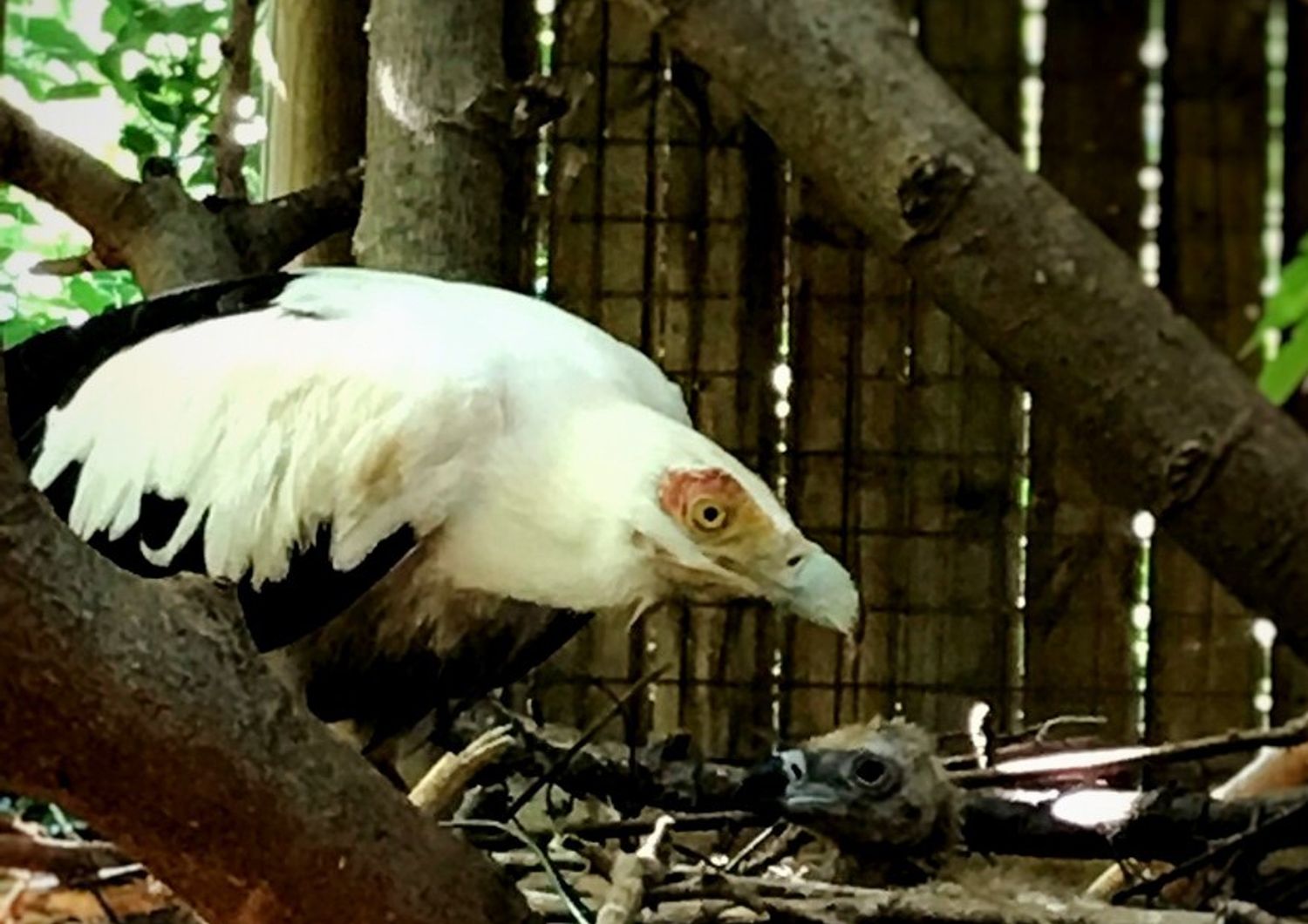 Il pulcino di avvoltoio delle palme con uno dei genitori