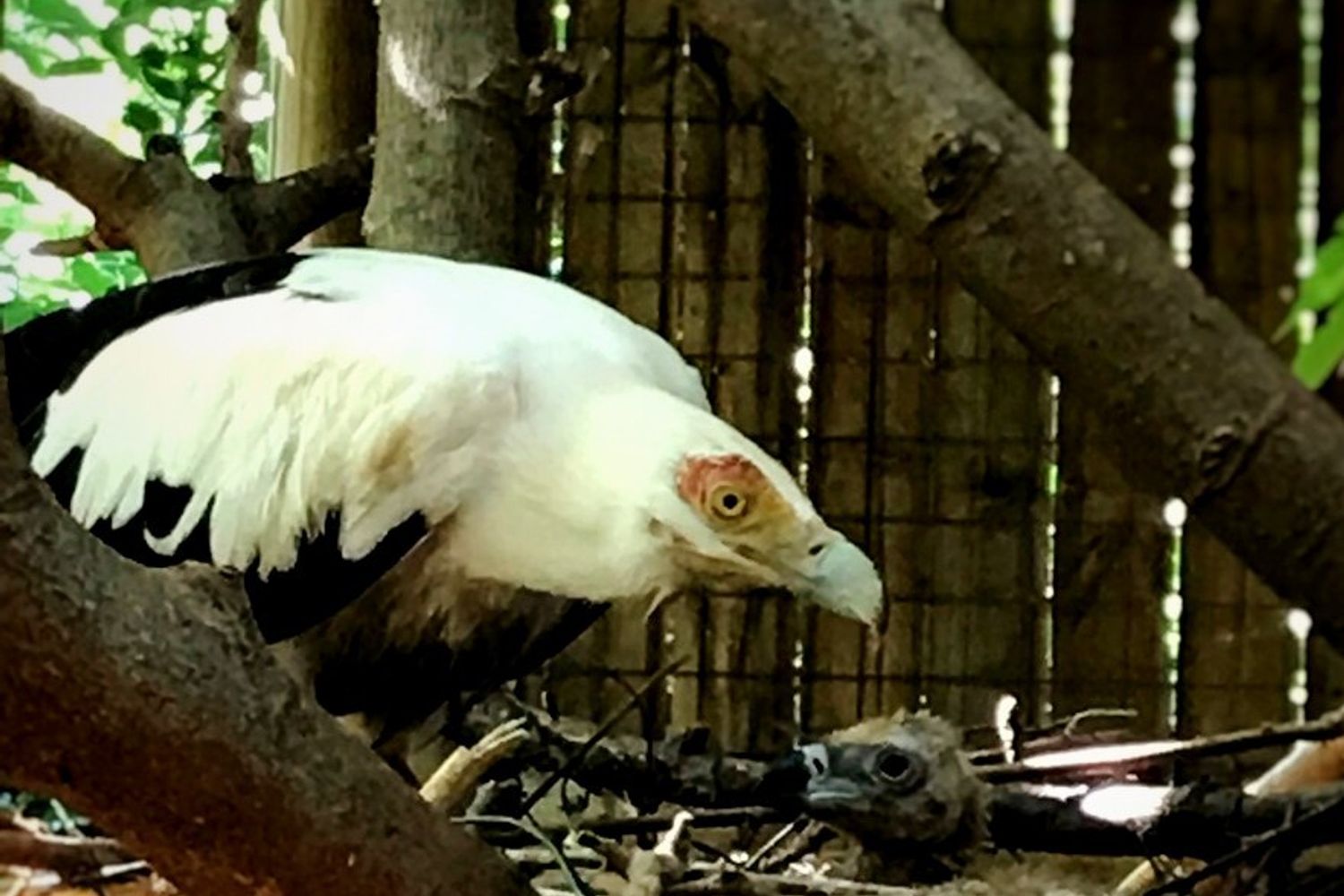 Il pulcino di avvoltoio delle palme con uno dei genitori