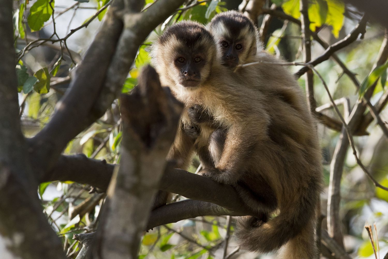 Cebi barbuti (Sapajus&nbsp;libidinosus)