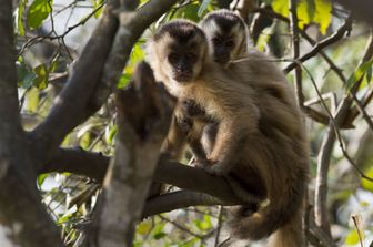Cebi barbuti (Sapajus&nbsp;libidinosus)