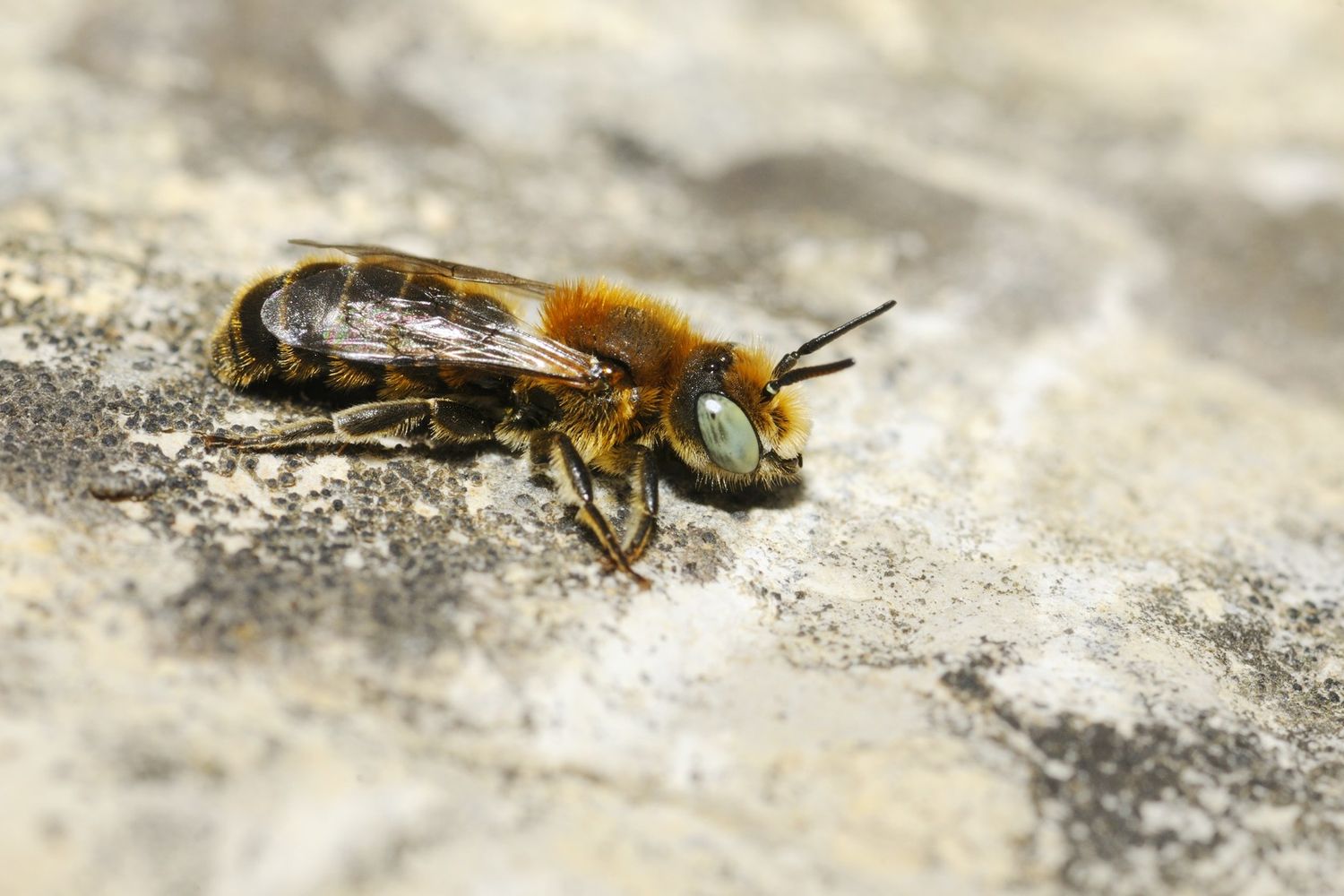 Osmia
