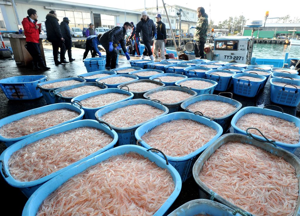 Mercato di gamberetti