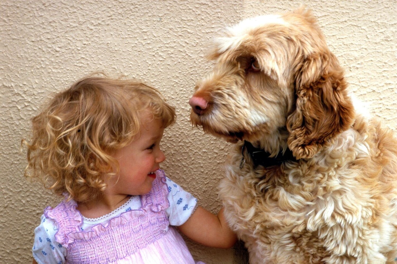 Il 26 agosto &egrave; la giornata internazionale del cane