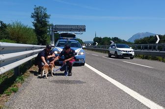 Il beagle salvato dalla Polstrada sulla A16 ad Avellino