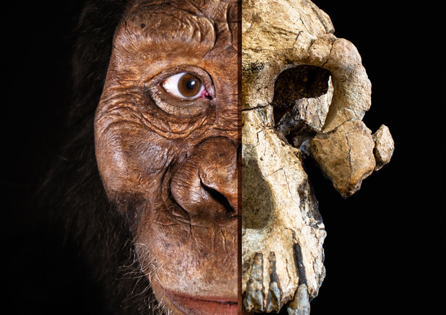 ricostruzione italiana cranio antenato