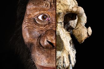 ricostruzione italiana cranio antenato