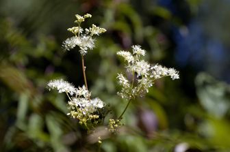 &nbsp;Filipendula&nbsp;vulgaris