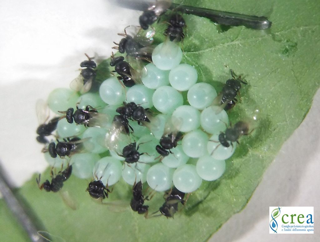 Adulti di vespa samurai attaccano le uova della cimice asiatica