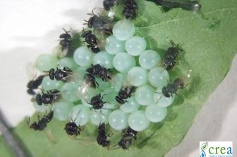 Adulti di vespa samurai attaccano le uova della cimice asiatica