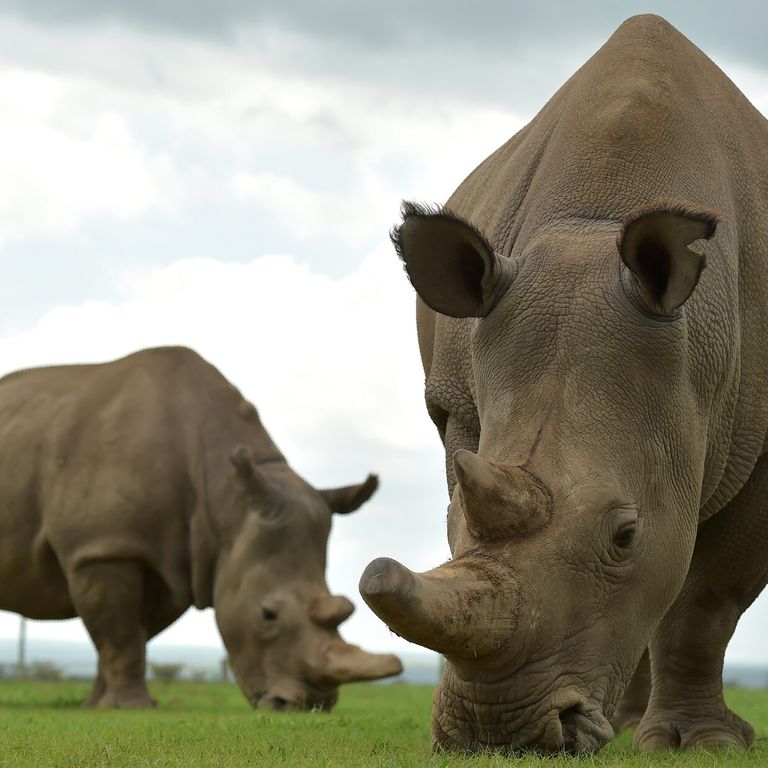 Rinoceronte bianco settentrionale