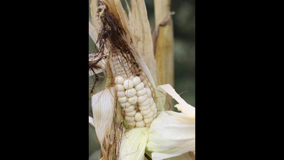 La siccit&agrave; in Nicaragua&nbsp;