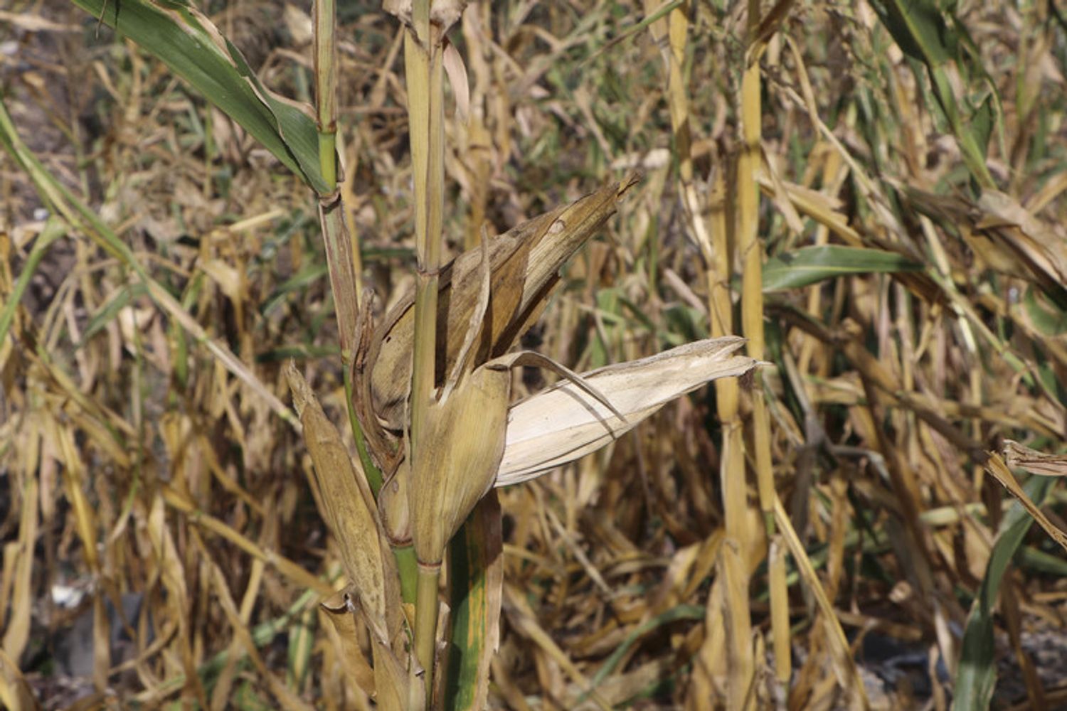 Siccit&agrave; e assenza di piogge&nbsp;