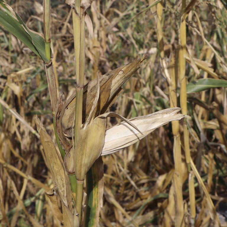 Siccit&agrave; e assenza di piogge&nbsp;