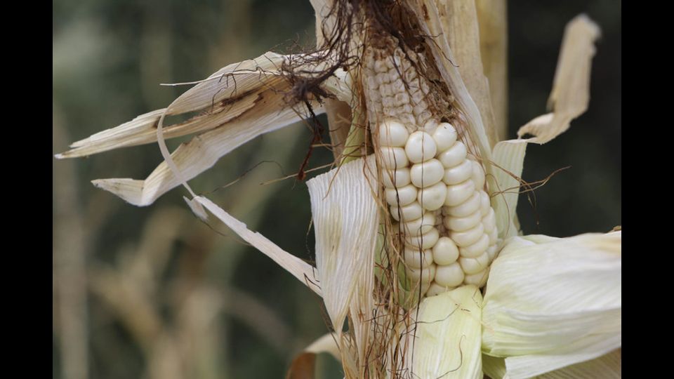 La siccit&agrave; in Nicaragua&nbsp;