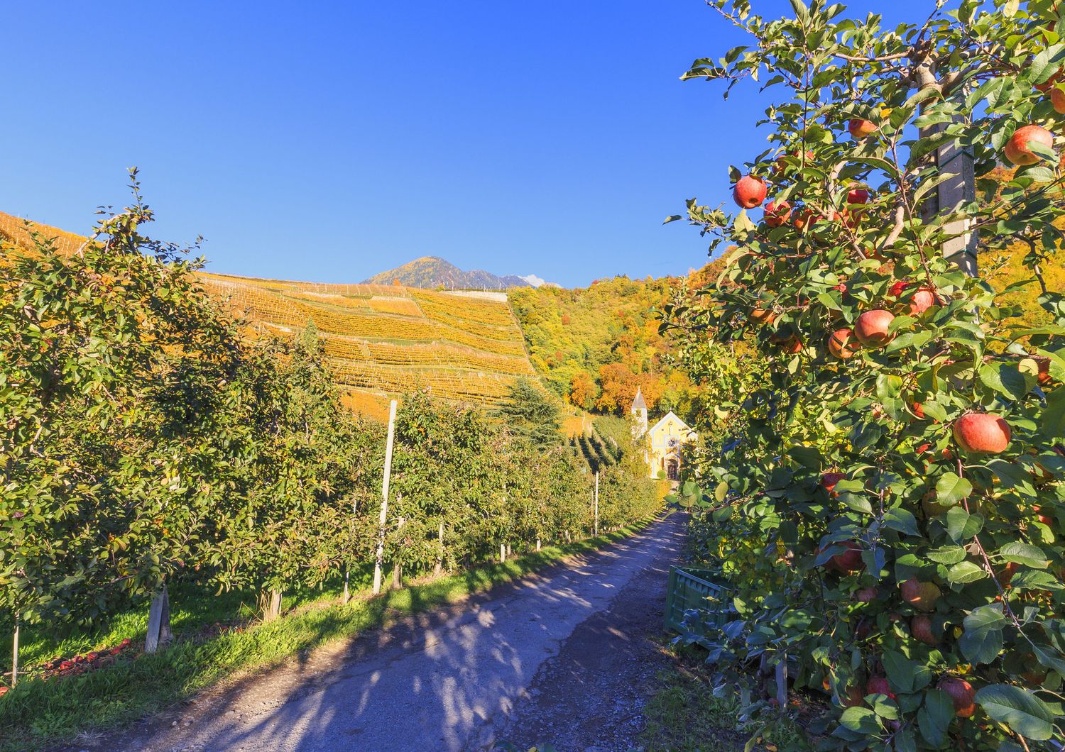 Un frutteto in Alto Adige
