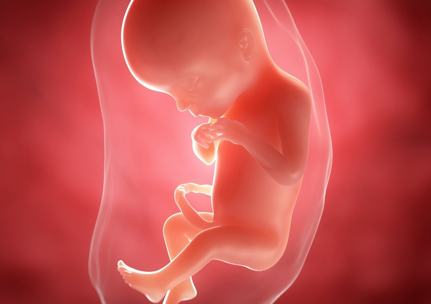 Placenta