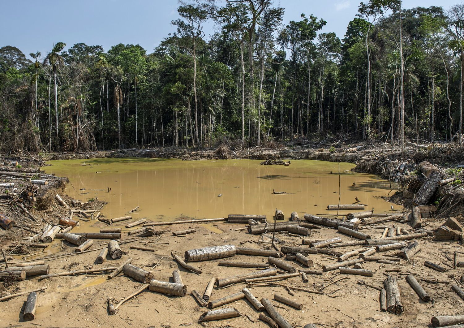 Amazzonia, mercato illegale del legno