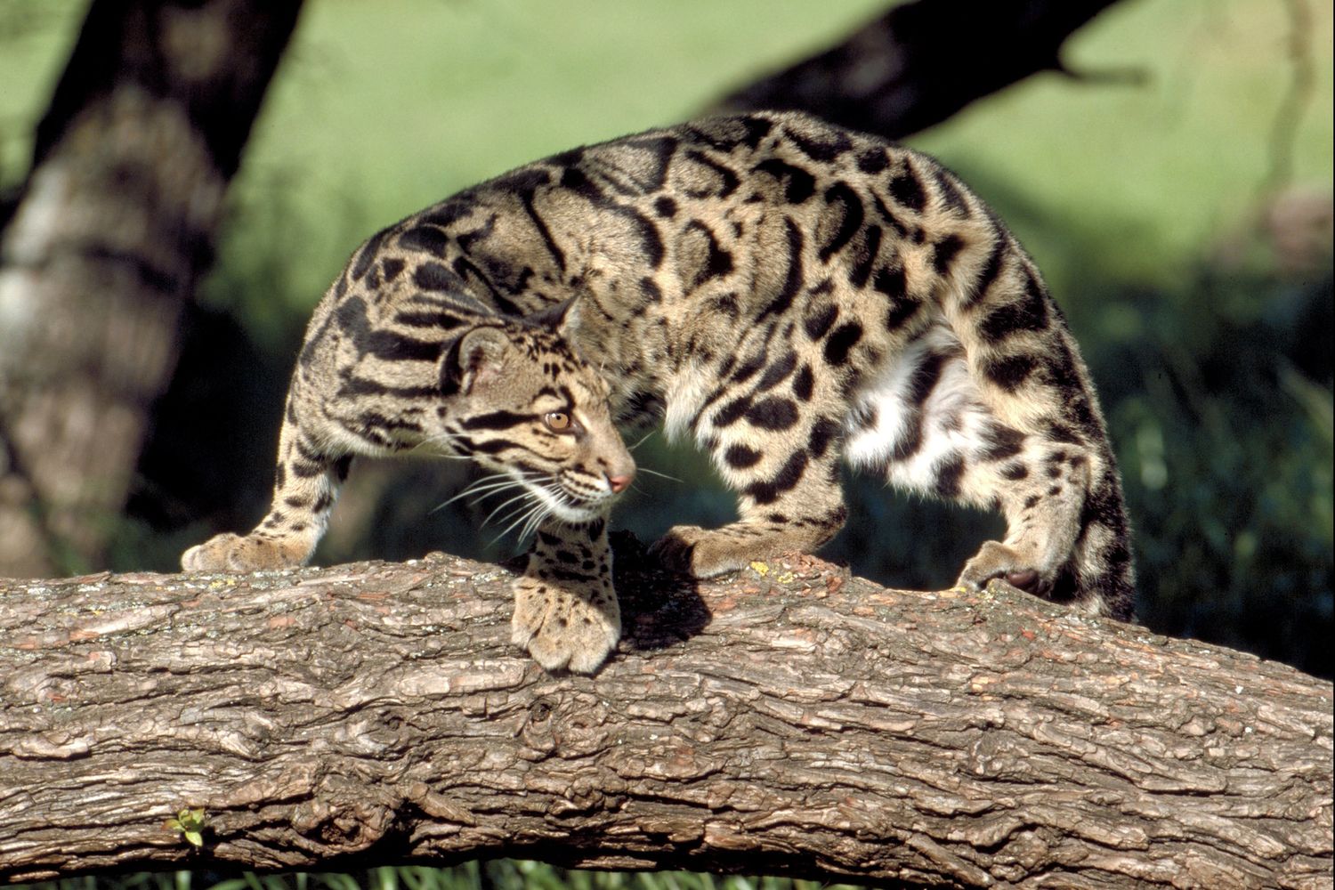 Neofelis&nbsp;nebulosa