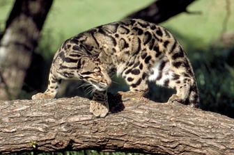 Un esemplare di leopardo nebuloso, come quello rapito e ritrovato a Dallas