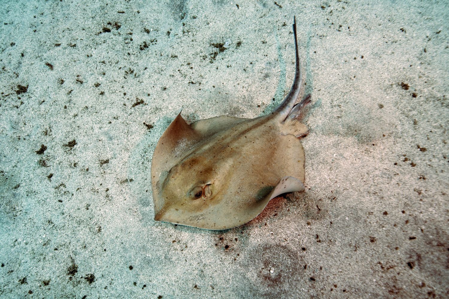 razza, foto repertorio