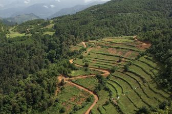 I boschi dello Yunnan