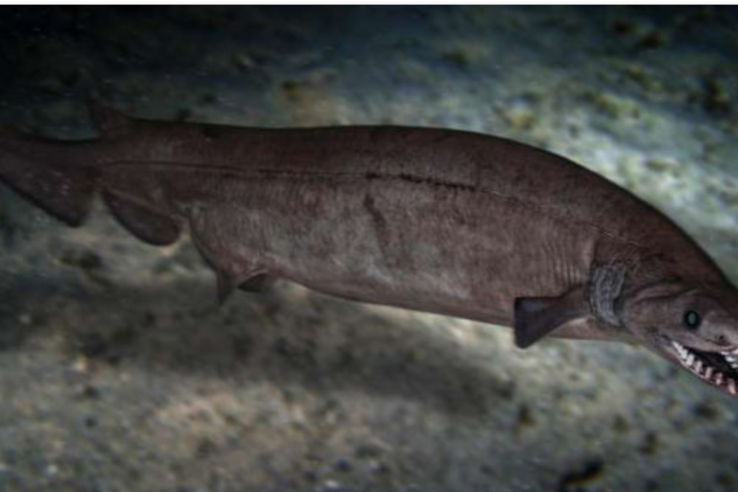 Phoebodus shark in una ricostruzione di Daily Morocco