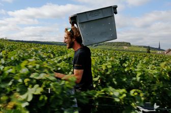 Vendemmia, vino