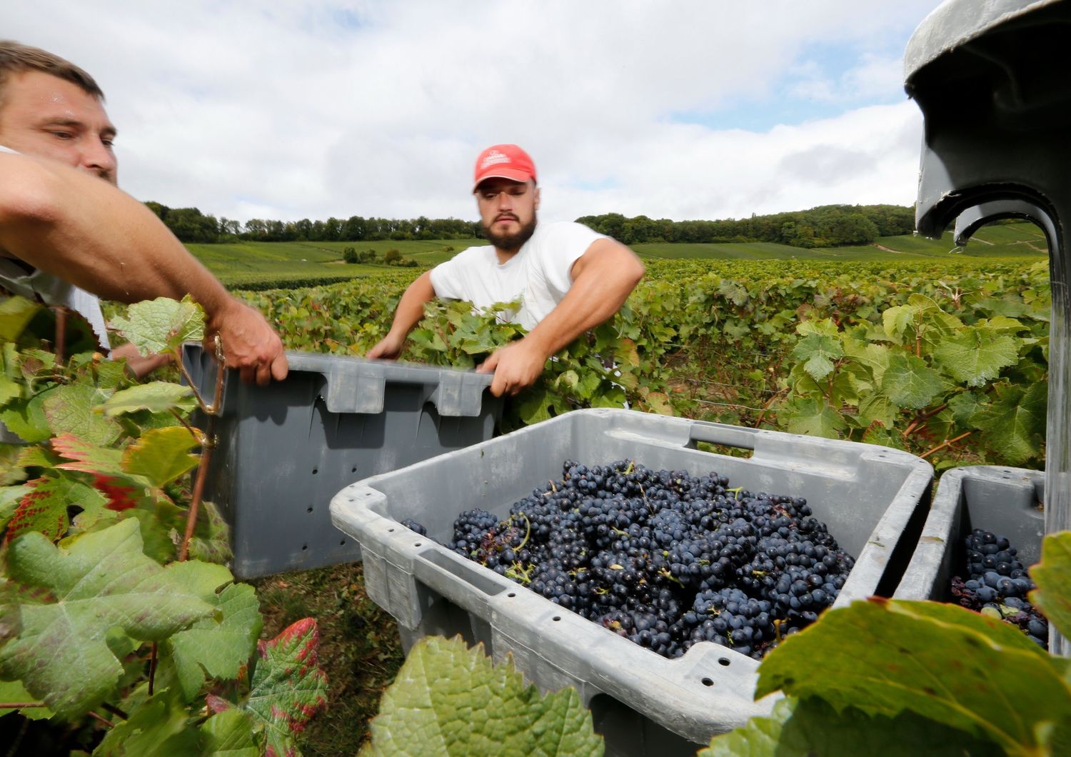 Vendemmia, vino