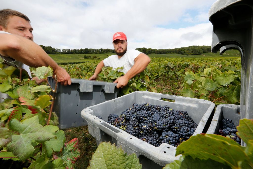 Vendemmia, vino