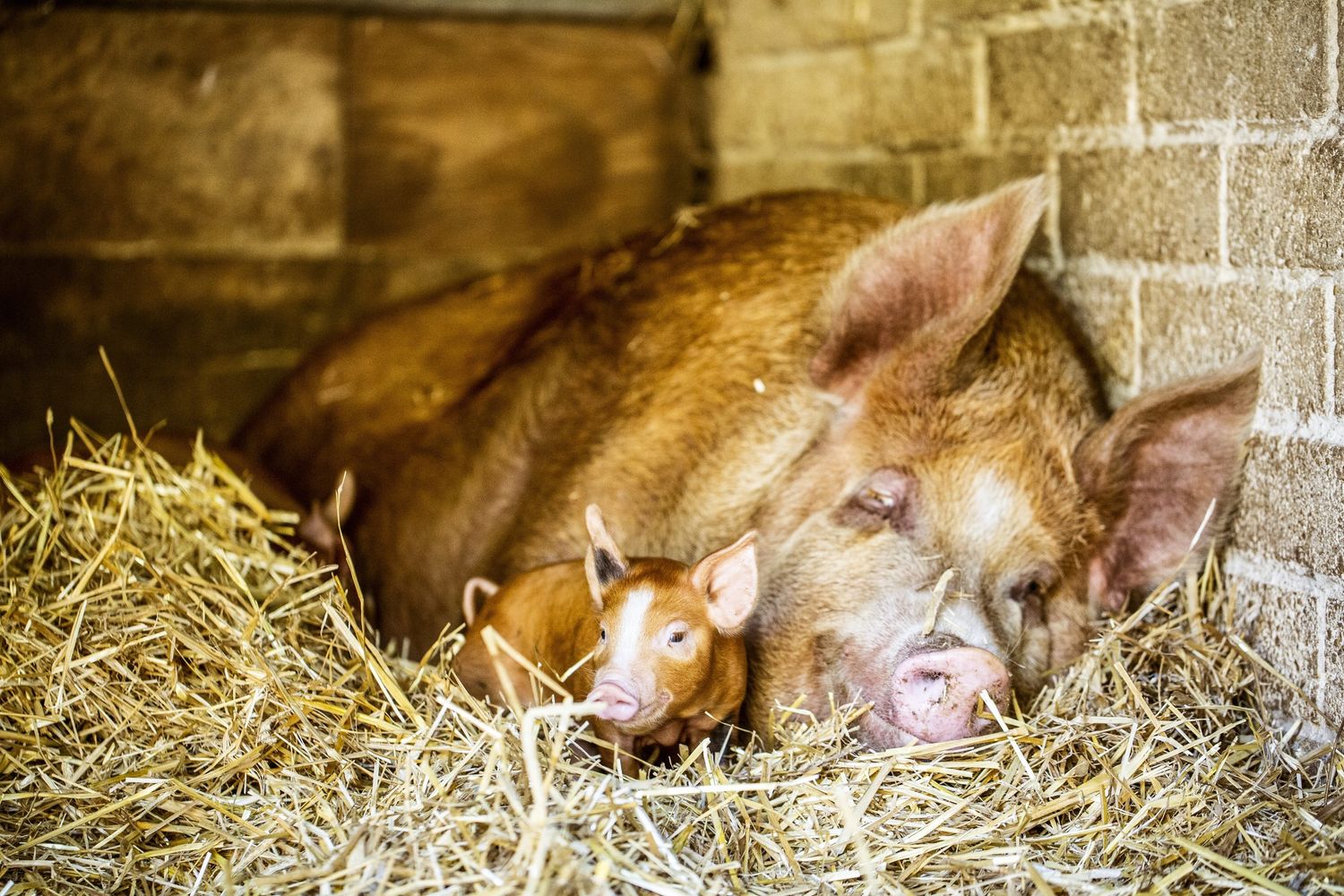 Scrofa con maialino