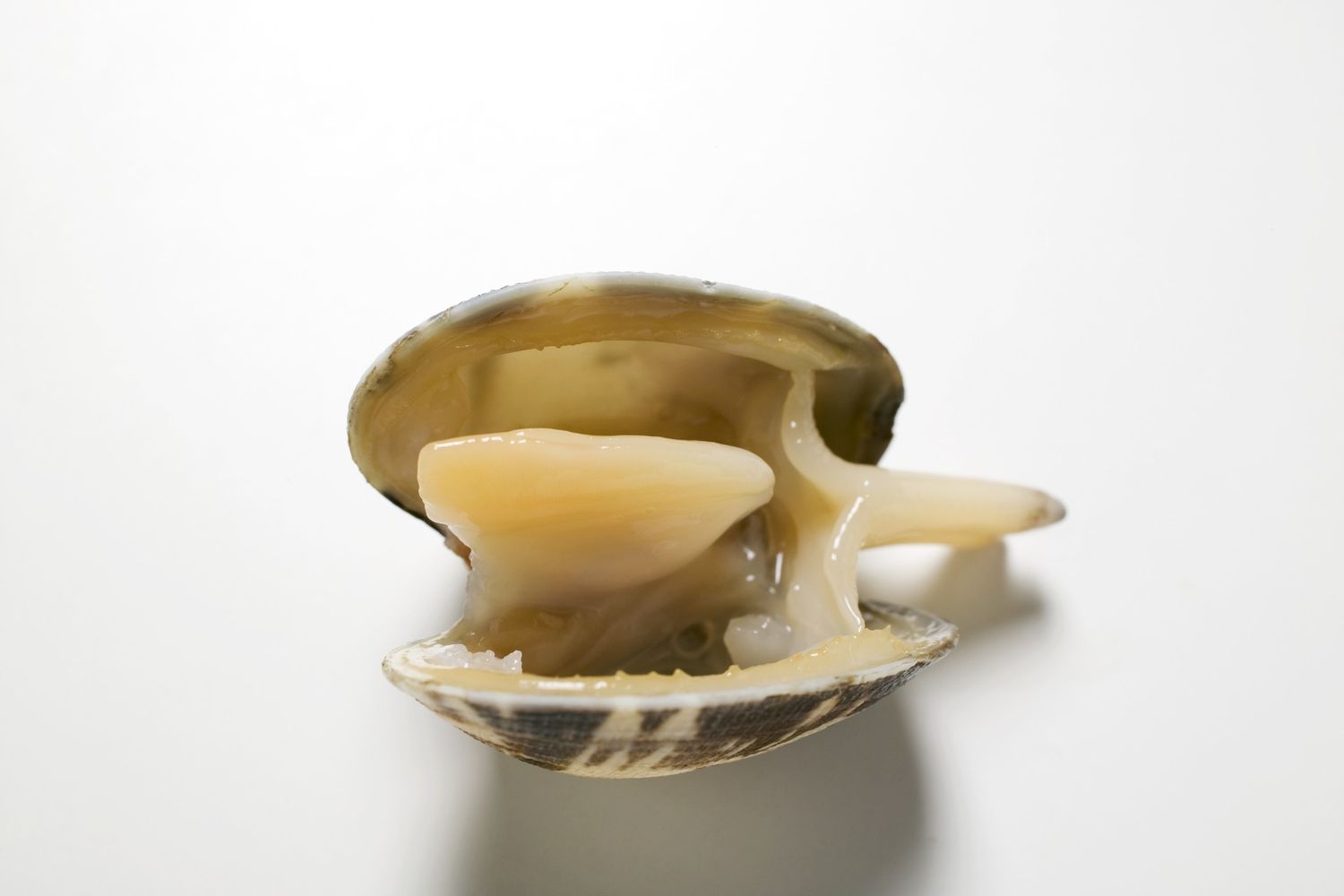 Vongole&nbsp;