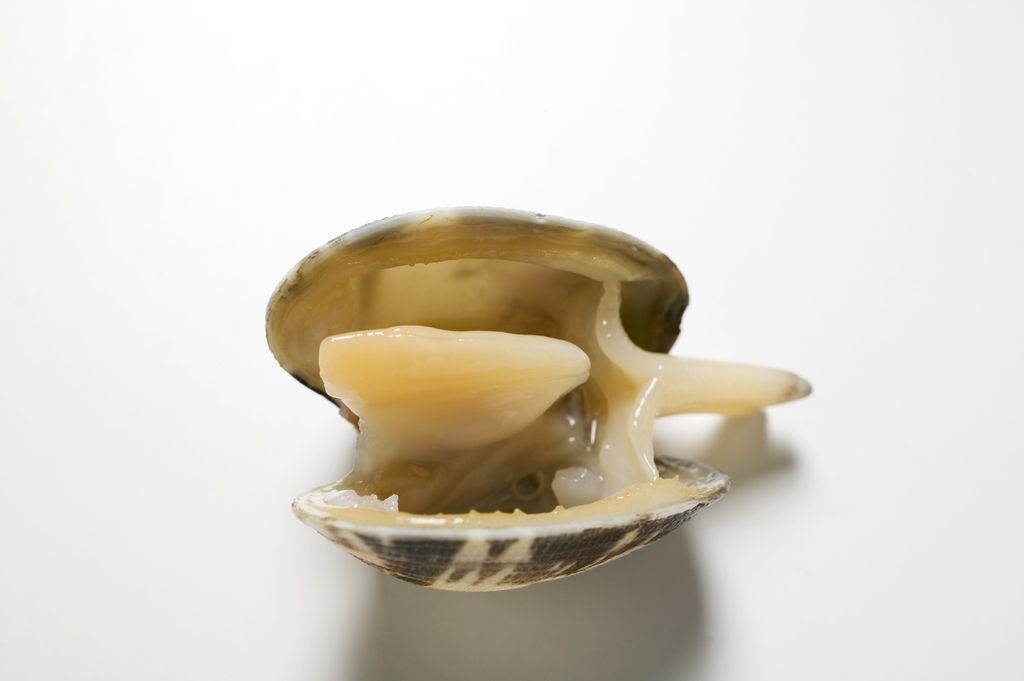 Vongole