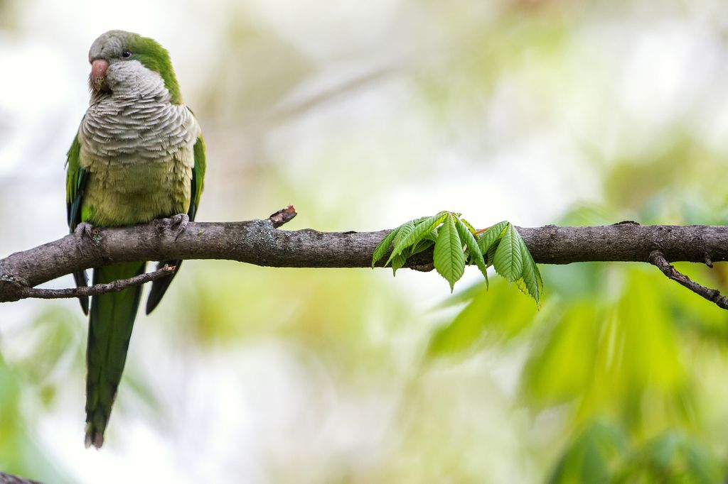 Myiopsitta&nbsp;monachus