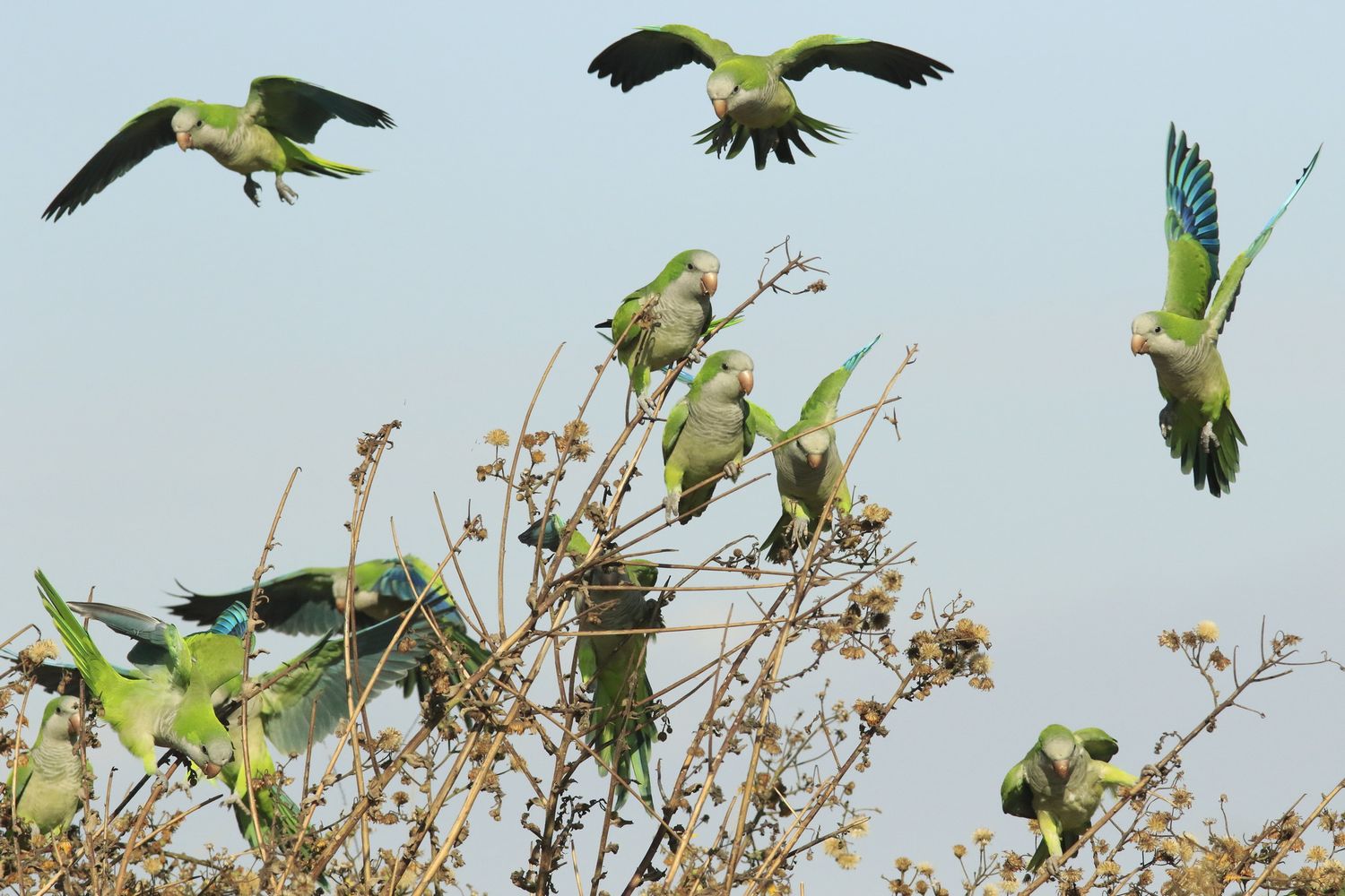 Myiopsitta&nbsp;monachus