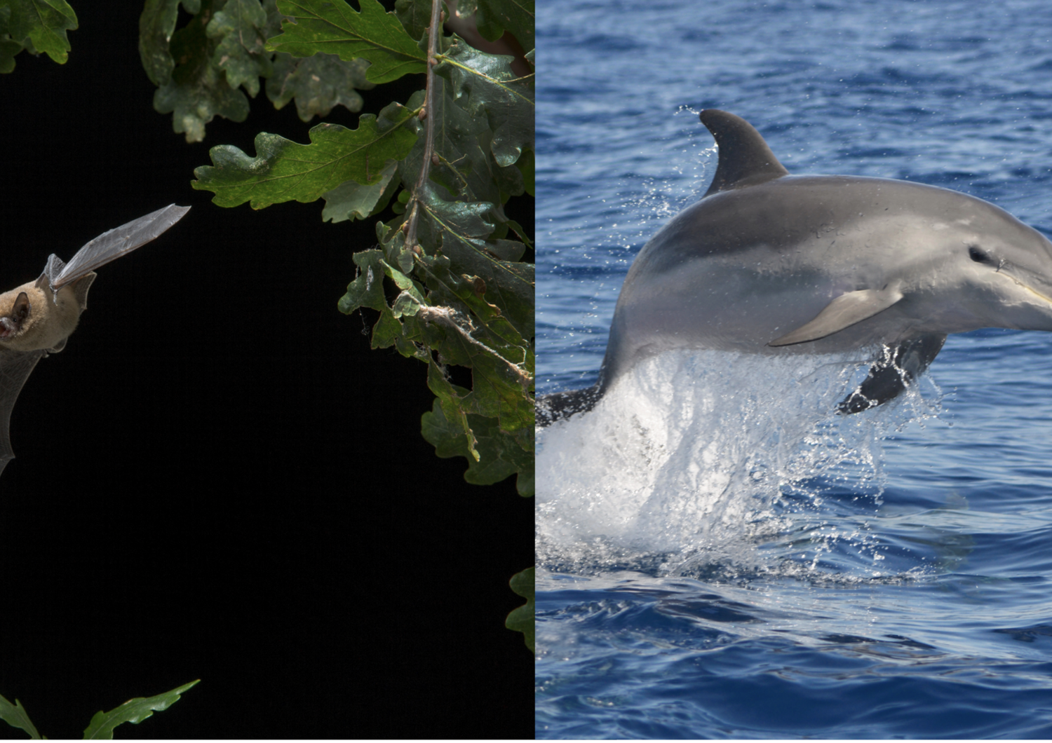 delfini pipistrelli sonar somiglianze